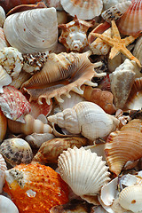 Image showing Shells