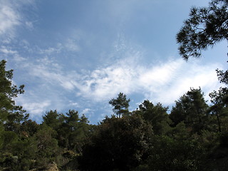 Image showing Skies and trees. Platres. Cyprus