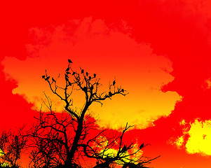 Image showing Orange Sky And Tree Foreground