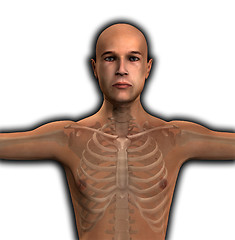 Image showing X Ray Man Torso