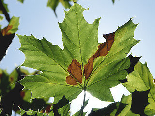 Image showing Leaf Turning Brown