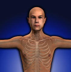 Image showing X Ray Man Torso