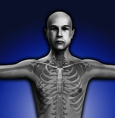 Image showing X Ray Man Torso