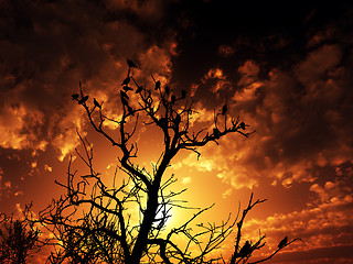 Image showing Birds On Tree With Sunset Background