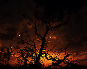 Image showing Birds On Tree With Sunset Background