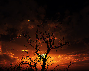 Image showing Birds On Tree With Sunset Background