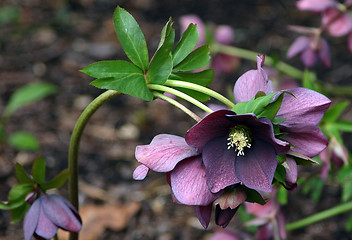 Image showing helleborus