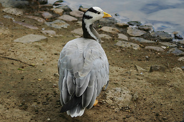 Image showing bird