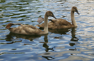 Image showing cygnet