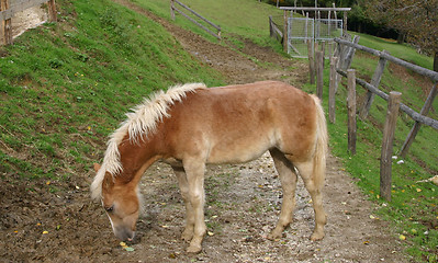 Image showing foals