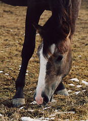 Image showing portrait of horse