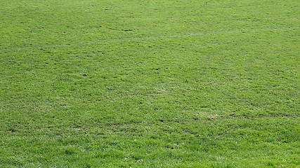 Image showing Meadow