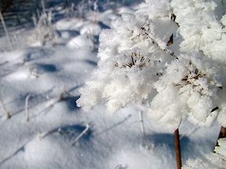 Image showing Plants Whit Frost