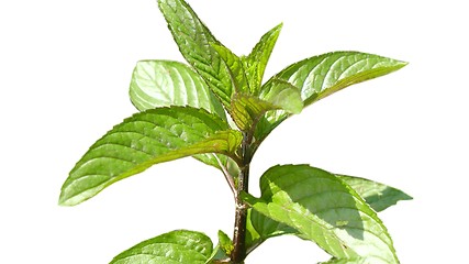 Image showing Peppermint isolated