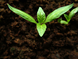 Image showing Paprika growing