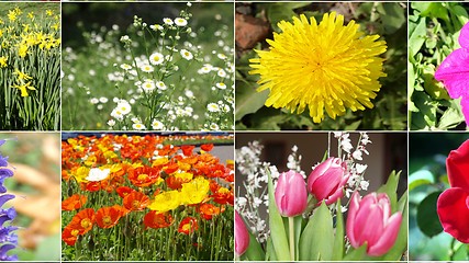 Image showing Flowers collage