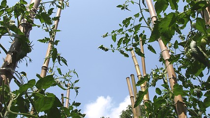 Image showing Tomato plants