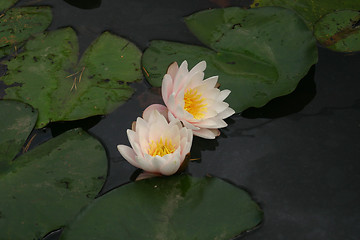 Image showing two waterlily