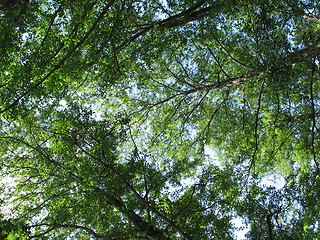 Image showing Tall trees. Platres. Cyprus