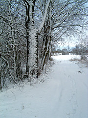 Image showing Road In Forest