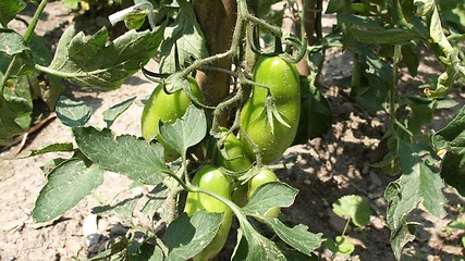 Image showing Tomato plants