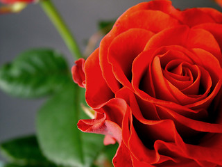 Image showing Rose detail