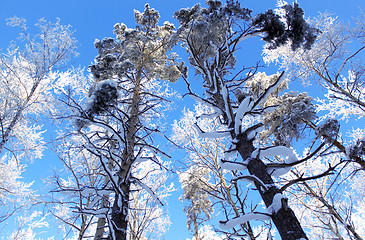 Image showing Winter wood