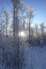 Image showing sunset in winter wood