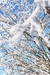 Image showing  Bush (focus on distant branches)