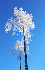 Image showing Lonely birch