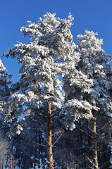 Image showing Winter wood