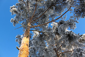 Image showing Winter wood