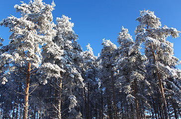 Image showing Winter wood