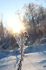 Image showing Lonely bush close-up against a sunset