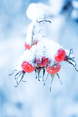 Image showing Frozen rose bush