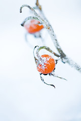 Image showing Frozen rose bush