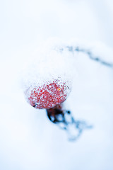 Image showing Frozen rose bush