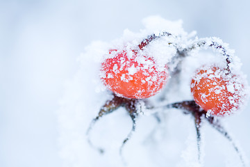 Image showing Frozen rose bush