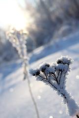 Image showing Lonely bush close-up against a sunset