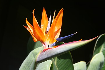 Image showing Tropical Bird of Paradise Flower