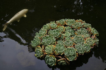 Image showing Carp in Pond with Aquatic Plant