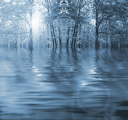 Image showing Forest in autumn