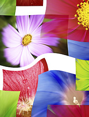 Image showing Beautiful flowers collage.