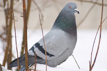 Image showing Dove