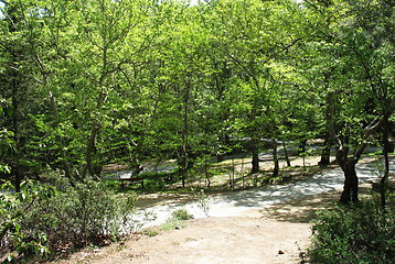 Image showing Forest park. Platania. Cyprus