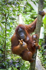 Image showing Orangutan with her baby