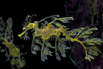 Image showing Yellow  Sea dragon