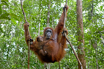 Image showing Orangutan with her baby