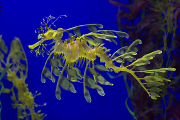 Image showing Yellow Sea dragon