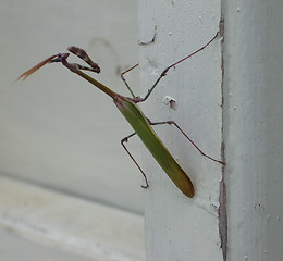 Image showing Grasshopper on the door